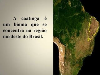 A caatinga é
um bioma que se
concentra na região
nordeste do Brasil.
 