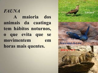 FAUNA
A maioria dos
animais da caatinga
tem hábitos noturnos,
o que evita que se
movimentem em
horas mais quentes.
Carcará*
Arara-azul-de-Lear
ROCK CAVY
 