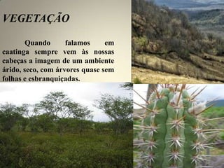 VEGETAÇÃO
Quando falamos em
caatinga sempre vem às nossas
cabeças a imagem de um ambiente
árido, seco, com árvores quase sem
folhas e esbranquiçadas.
 