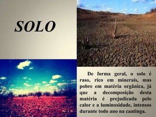 SOLO
De forma geral, o solo é
raso, rico em minerais, mas
pobre em matéria orgânica, já
que a decomposição desta
matéria é prejudicada pelo
calor e a luminosidade, intensos
durante todo ano na caatinga.
 
