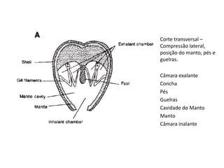 Corte transversal –
Compressão lateral,
posição do manto, pés e
guelras.

Câmara exalante
Concha
Pés
Guelras
Cavidade do Manto
Manto
Câmara inalante
 