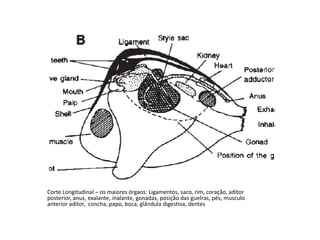 Corte Longitudinal – os maiores órgaos: Ligamentos, saco, rim, coração, aditor
posterior, anus, exalante, inalante, gonadas, posição das guelras, pés, musculo
anterior aditor, concha, papo, boca, glândula digestiva, dentes
 