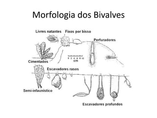 Morfologia dos Bivalves
 