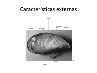 Características externas
 