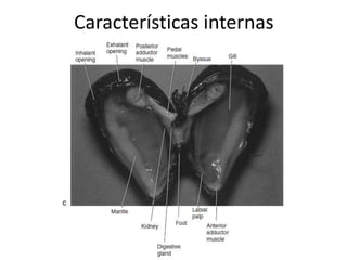 Características internas
 