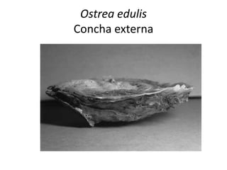 Ostrea edulis
Concha externa
 