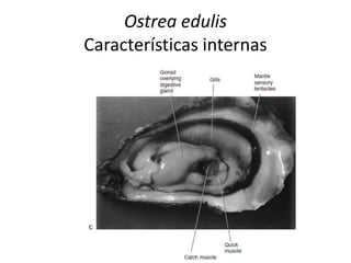 Ostrea edulis
Características internas
 