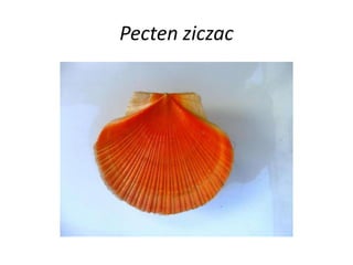 Pecten ziczac
 