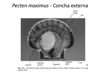 Pecten maximus - Concha externa
 