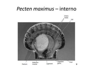 Pecten maximus – interno
 