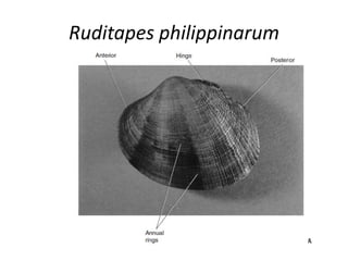 Ruditapes philippinarum
 