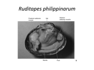 Ruditapes philippinarum
 