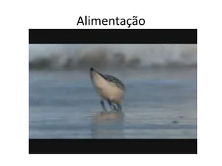 Alimentação
 