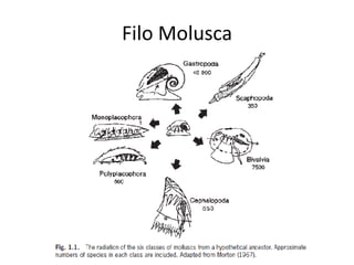 Filo Molusca
 