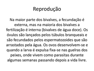 Reprodução
   Na maior parte dos bivalves, a fecundação é
      externa, mas na maioria dos bivalves a
fertilização é interna (bivalves de água doce). Os
 óvulos são lançados pelos túbulos branqueais e
 são fecundados pelos espermatozoides que são
arrastados pela água. Os ovos desenvolvem-se e
quando a larva é expulsa fixa-se nas guelras dos
   peixes, onde vivem como parasitas durante
 algumas semanas passando depois a vida livre.
 