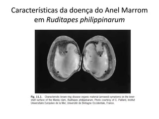 Características da doença do Anel Marrom
       em Ruditapes philippinarum
 