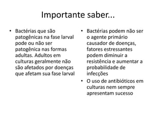Importante saber...
• Bactérias que são            • Bactérias podem não ser
  patogênicas na fase larval     o agente primário
  pode ou não ser                causador de doenças,
  patogênica nas formas          fatores estressantes
  adultas. Adultos em            podem diminuir a
  culturas geralmente não        resistência e aumentar a
  são afetados por doenças       probabilidade de
  que afetam sua fase larval     infecções
                               • O uso de antibióticos em
                                 culturas nem sempre
                                 apresentam sucesso
 