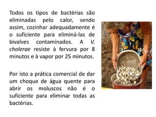 Todos os tipos de bactérias são
eliminadas pelo calor, sendo
assim, cozinhar adequadamente é
o suficiente para eliminá-las de
bivalves contaminados. A V.
cholerae resiste à fervura por 8
minutos e à vapor por 25 minutos.

Por isto a prática comercial de dar
um choque de água quente para
abrir os moluscos não é o
suficiente para eliminar todas as
bactérias.
 