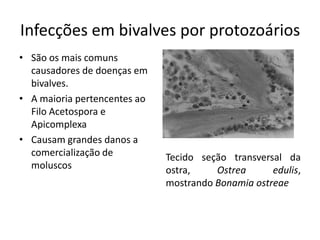 Infecções em bivalves por protozoários
• São os mais comuns
  causadores de doenças em
  bivalves.
• A maioria pertencentes ao
  Filo Acetospora e
  Apicomplexa
• Causam grandes danos a
  comercialização de          Tecido seção transversal da
  moluscos                    ostra,    Ostrea      edulis,
                              mostrando Bonamia ostreae
 