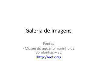 Galeria de Imagens

            Fontes
• Museu do aquário marinho de
       Bombinhas – SC
       •http://eol.org/
 