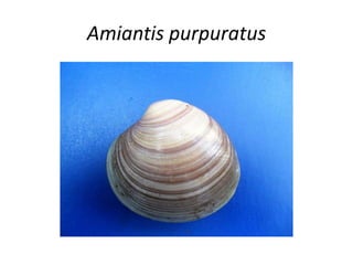 Amiantis purpuratus
 