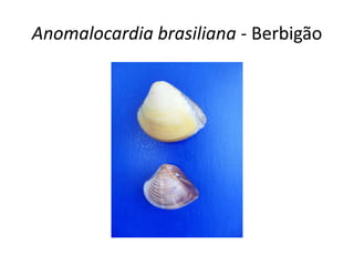 Anomalocardia brasiliana - Berbigão
 
