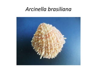 Arcinella brasiliana
 