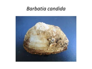 Barbatia candida
 