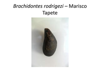 Brachidontes rodrigezi – Marisco
            Tapete
 