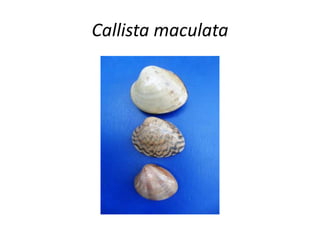 Callista maculata
 