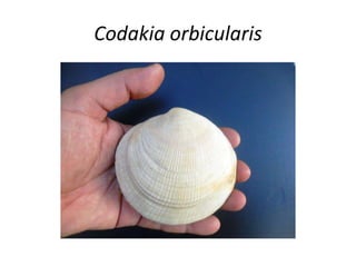 Codakia orbicularis
 