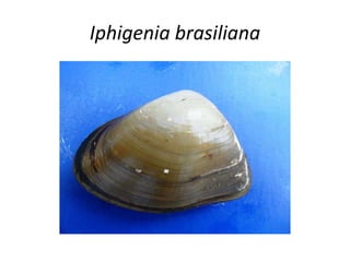 Iphigenia brasiliana
 