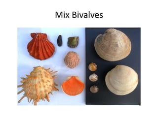 Mix Bivalves
 