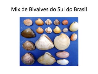 Mix de Bivalves do Sul do Brasil
 