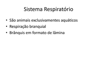 Sistema Respiratório
• São animais exclusivamentes aquáticos
• Respiração branquial
• Brânquis em formato de lâmina
 