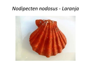 Nodipecten nodosus - Laranja
 
