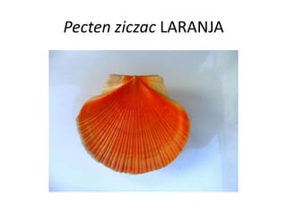 Pecten ziczac LARANJA
 