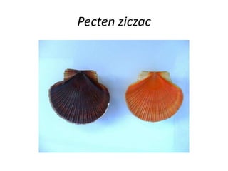 Pecten ziczac
 