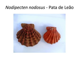 Nodipecten nodosus - Pata de Leão
 