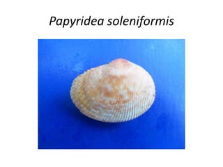 Papyridea soleniformis
 