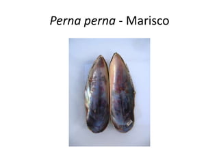 Perna perna - Marisco
 