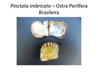 Pinctata imbricata – Ostra Perlífera
            Brasileira
 