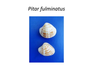 Pitar fulminatus
 