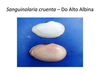 Sanguinolaria cruenta – Do Alto Albina
 
