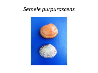 Semele purpurascens
 