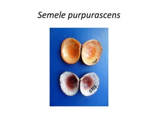 Semele purpurascens
 