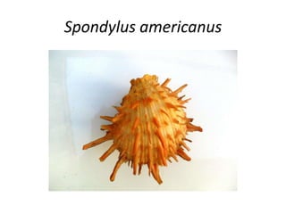 Spondylus americanus
 