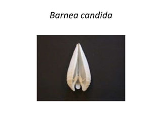 Barnea candida
 