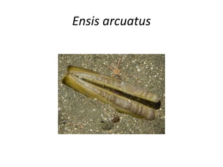 Ensis arcuatus
 