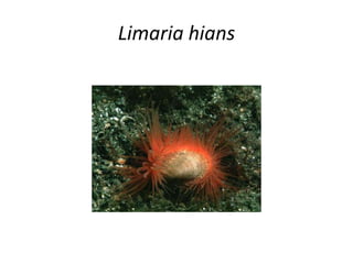 Limaria hians
 